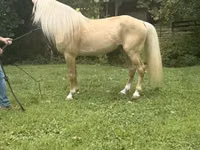 حصان, Rocky Mountain Horse — الصورة 7
