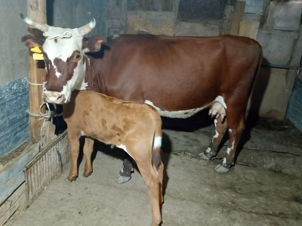 गाय, Latvian Blue cattle — कज़ाखस्तान