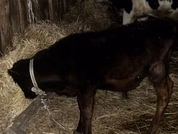 公牛, Cattle — 哈萨克斯坦