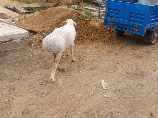 كبش, Hissar sheep — كازاخستان