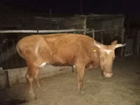 Kuh, Latvian Blue cattle — Foto 2