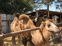 Camels (batch, sex not specified), Camels — photo 4