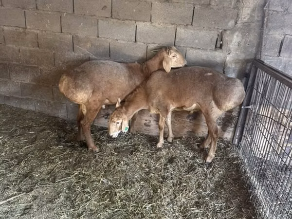 Carnero, Arashan sheep — Kirguistán