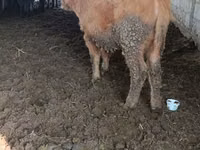 Vaca, Aberdeen-Angus — foto 1