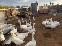 母山羊, Goats — 照片 2