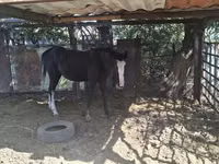 Букачар, Сиырлар — сүрөт 4