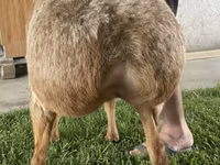 Schaf, Arashan sheep — Foto 3