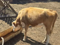 Kuh, Simmental cattle — Foto 2