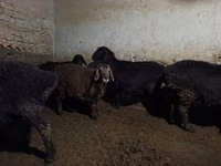 Schaf, Schafe — Foto 4