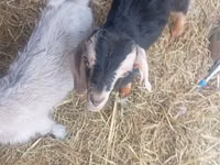 公山羊, Nubian Goat — 照片 1