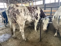 母牛, Simmental cattle — 照片 3