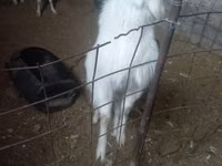 Ziege, Alpine goat — Foto 4