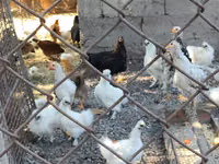 Chickens — Foto 2