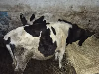公牛, Russian Black pied cattle — 照片 2