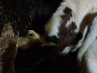 Bulle, Simmental cattle — Foto 4