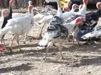 Turkeys — Foto 2