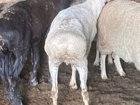 公羊, Sheep — 照片 3