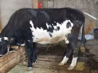 गाय, Russian Black pied cattle — फ़ोटो 2