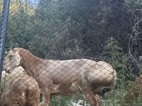 Schaf, Edilbay sheep — Foto 2