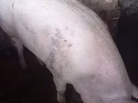 Schweine (Partie, Geschlecht nicht angegeben) — Foto 1