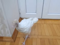 Turkeys — foto 4
