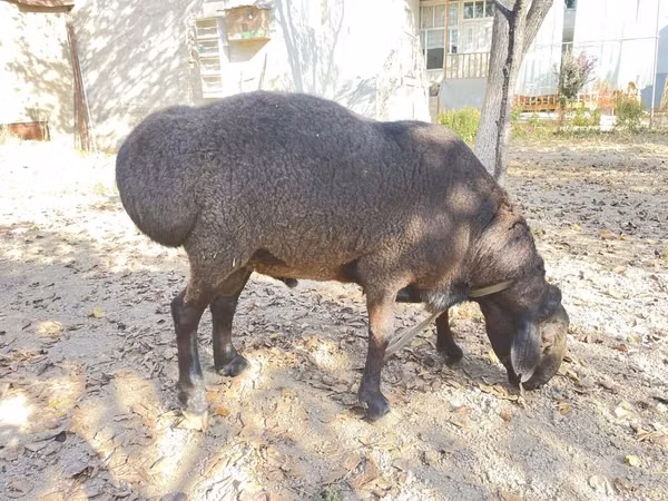 Widder, Hissar sheep