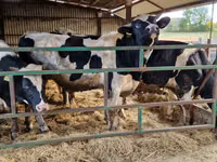 Bulle, Holstein-Rasse — Foto 3