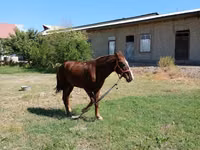 Caballo, Vladimir heavy draft — foto 2