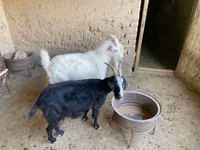 عنزة, الماعز — الصورة 3