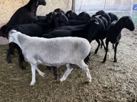 Widder, Hissar sheep — Foto 4