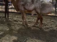 Widder, Edilbay sheep — Foto 3