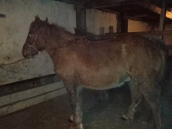 خيول (دفعة، الجنس غير محدد), Kazakh horse