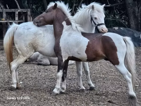 Бие, Welsh Mountain Pony