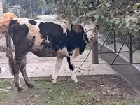 ثور, Simmental cattle — الصورة 8