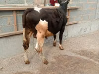 Bulle, Holstein-Rasse — Foto 4