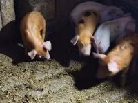 Säue, Schweine — Foto 4