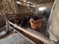 كبش, الأغنام — الصورة 3