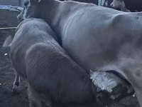 Toro, Simmental cattle — foto 6