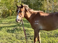 Stute, Horse breed — Foto 5
