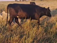 गाय, मवेशी — फ़ोटो 1