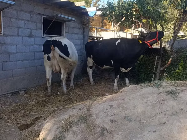 Sigir, Gollandiyalik zot