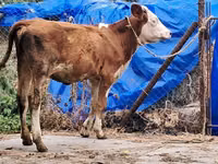 بقرة, Simmental cattle — الصورة 5