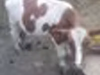 公牛, Cattle — 照片 4