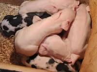 Schweine (Partie, Geschlecht nicht angegeben), Schweine — Foto 3