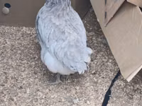 Australorp — 3-rasm
