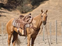 Hengst, Quarter Horse — Foto 6