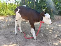 Kuh, Simmental cattle — Foto 4