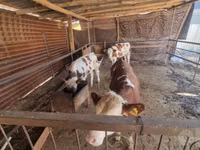 Buqa, Simmental cattle — 2-rasm