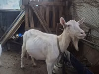母山羊, Saanen goat — 照片 1