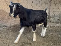 Ziegenbock, Alpine goat — Foto 3